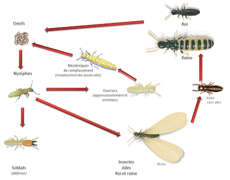 termites cycle reproduction